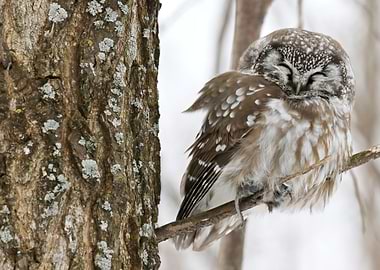 Boreal owl and prey