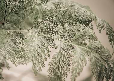 decorative foliage