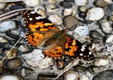 Butterfly on Stone