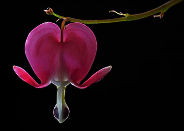 Bleeding Heart Flower