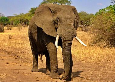 The Magnificent Elephant