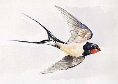 Swallow