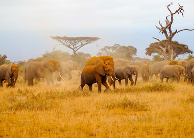 Elephants in Amboseli