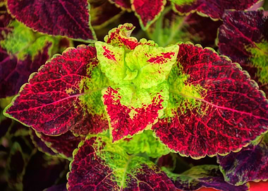 Coleus Flower Plant