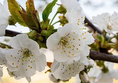Flowering of apricot tree