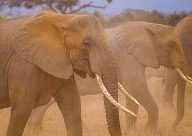 Elephants in Amboseli