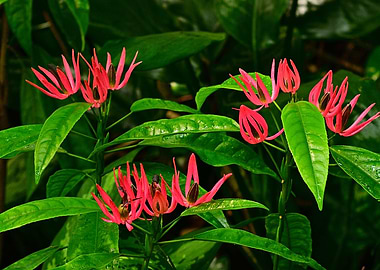 Tropical Botanical Plant
