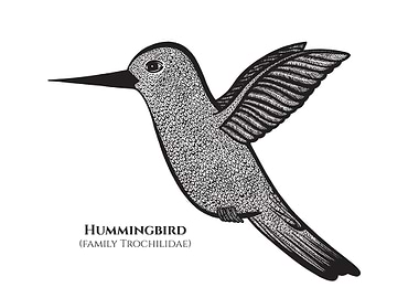 Hummingbird with Names