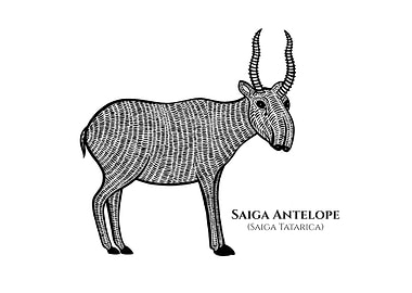 Saiga Antelope with Names