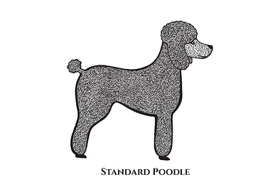 Standard Poodle with Name