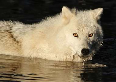 Is This An Inquisition