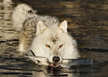 Weapon For A Cold War