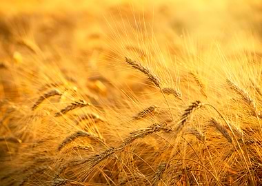 Gold wheat field