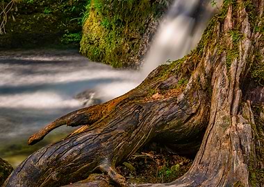 Old rootstock in water