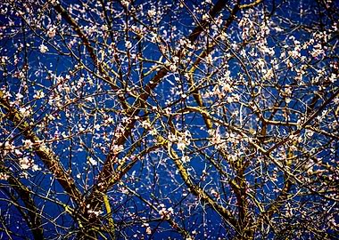Apricot Tree On Dark Blue