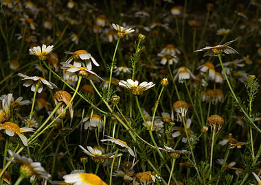 daisys