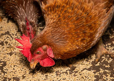 Hen