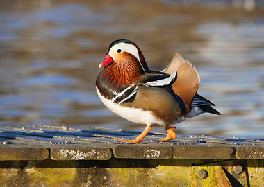 Mandarin Duck on the Dock