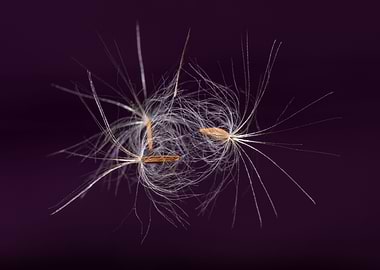 Dandelion seeds