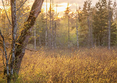 Sunset in the Wetlands