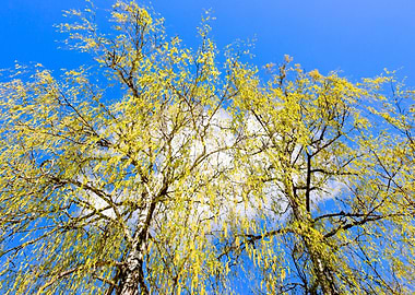 Yellow Birch Tree Aglets