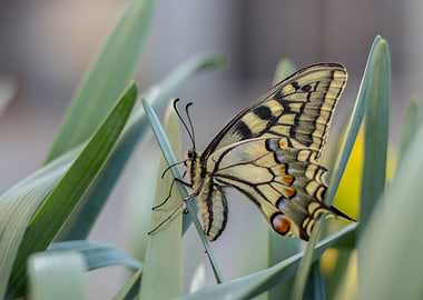 swallowtail butterfly