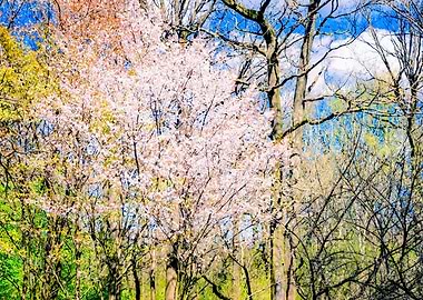 Blooming Trees In The Park