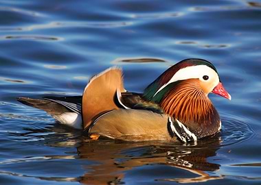 Mandarin Duck at the Lake