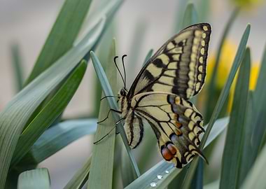 swallowtail butterfly