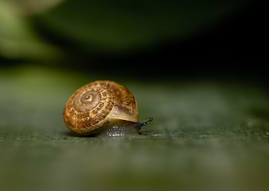 Snail