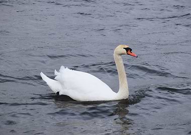 Swan in the lake