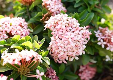 Beautiful Fresh Flower