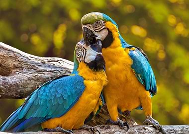 Two Parrots