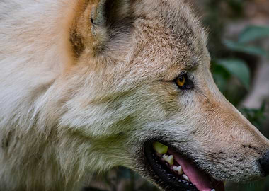 Wolf closeup