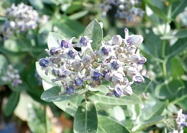 Beautiful Fresh Flower