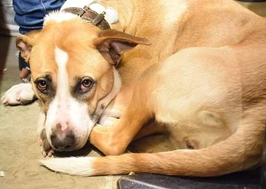 Doggy on the bar floor