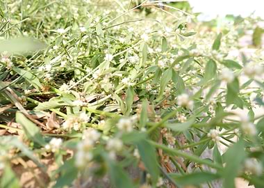 Beautiful Fresh Plant