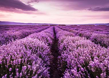 Blooming lavender field un