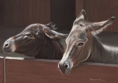 Donkeys
