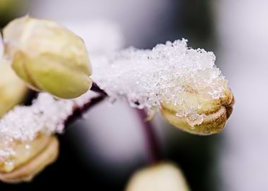 Snow Covered Spring Buds