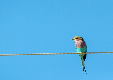 bird and blue sky