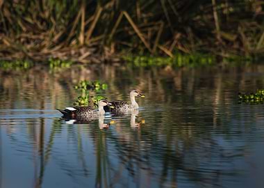 Pair of Spot Billed Duck