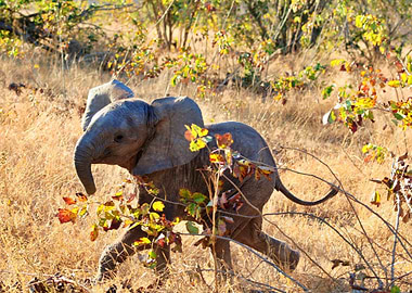 Baby Elephant