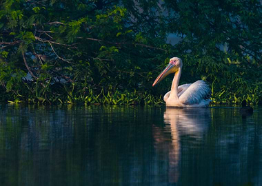Great White Pelican
