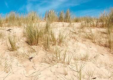 Sandy Dunes