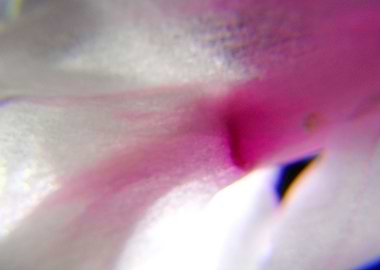 Relaxing pink flower