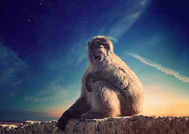 Space Monkey