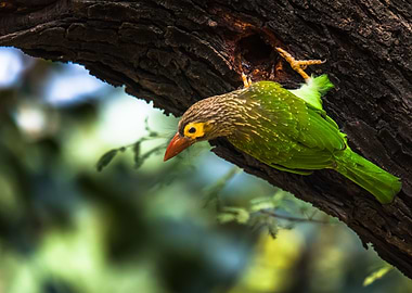 Brown Headed Barbett