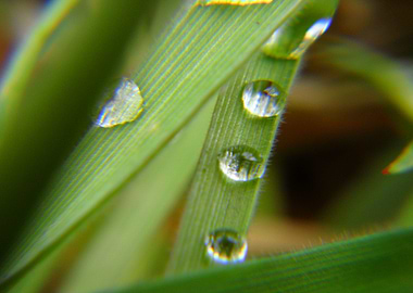 water drops on grass