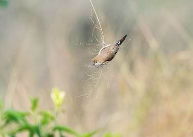 Silverbill hanging
